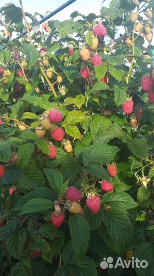 Саженцы малинового дерева Таруса. Патриция, Зюгана