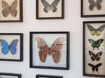 Бабочки на стену в рамке Венге