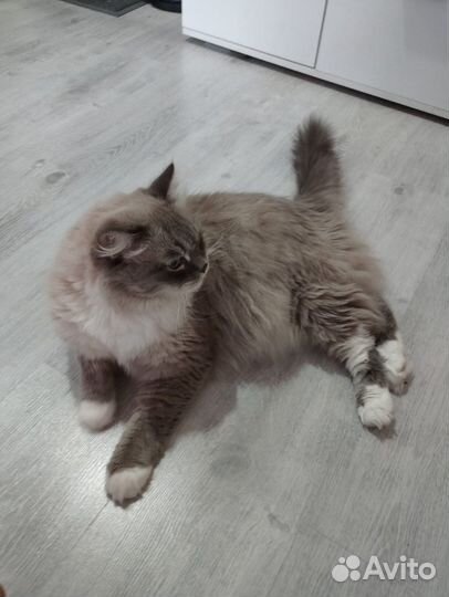 Сибирский кот мальчик
