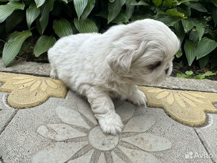 Пекинесики