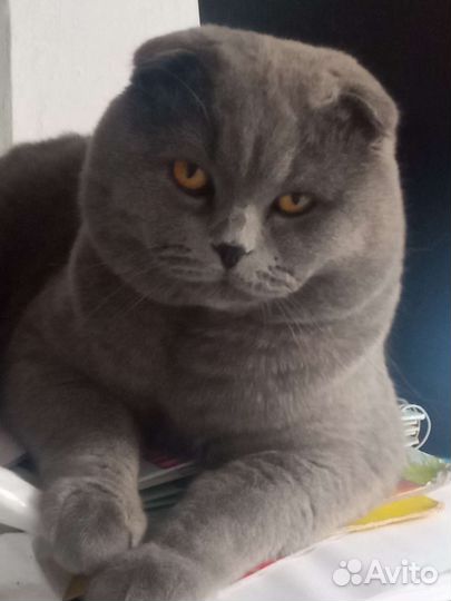 Кот на вязку шотландский