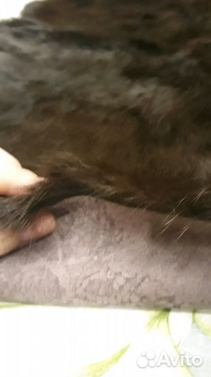 Шкурка семейства куниц