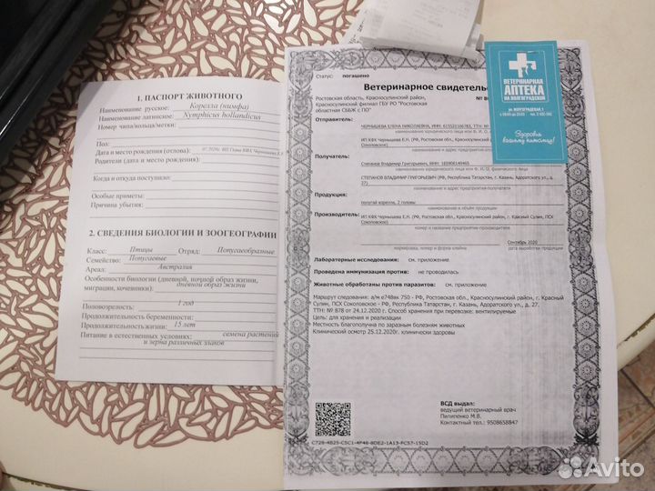 Попугай корелла