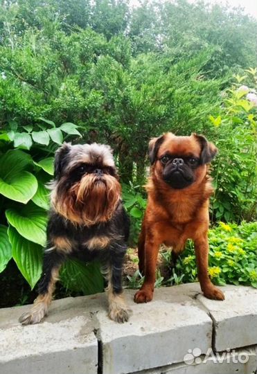 Пти брабансон