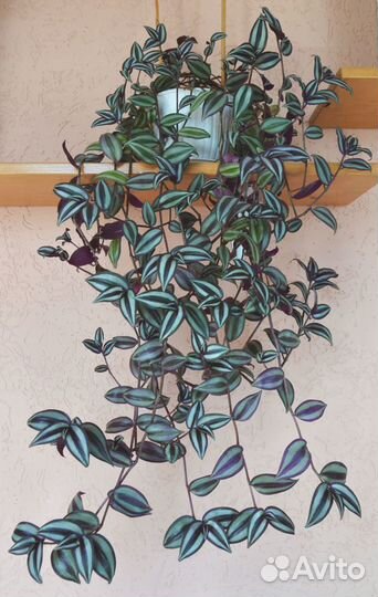 Комнатные растения: традесканция, сансевиерия