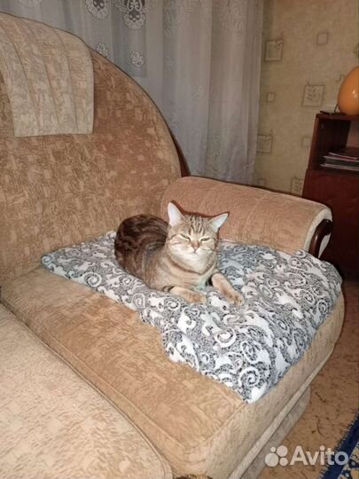 Шотландская прямоухая кошка