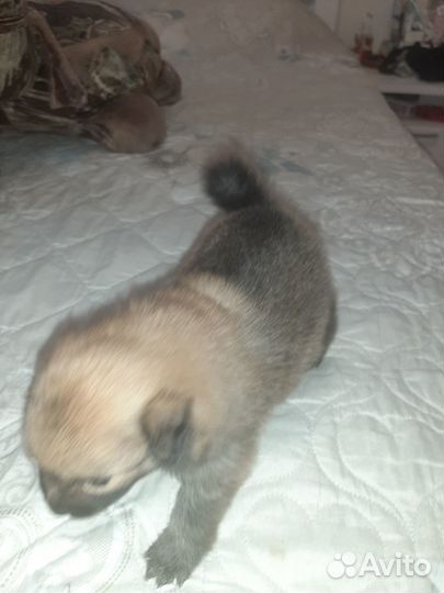 Щенки шпица