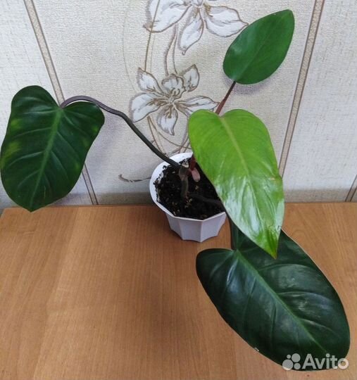 Филодендрон краснеющий