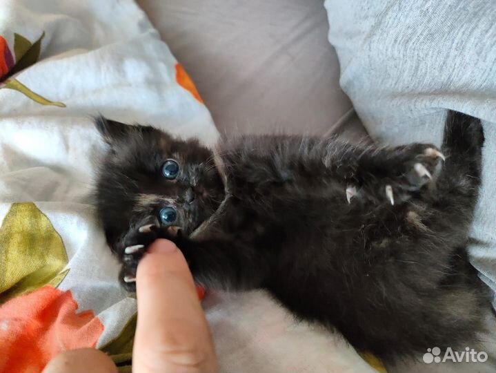 Кошка в дар