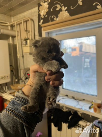 Британские котята