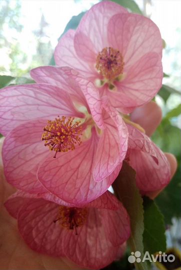 Абутилоны цветущие