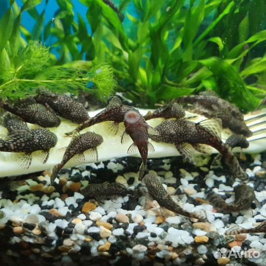 Сомики анцитрусы