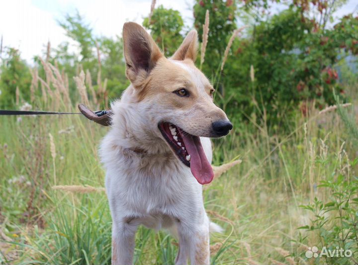 Собака Альф