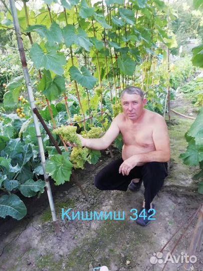 Черенки винограда