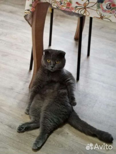 Шотландский вислоухий кот