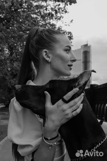 Доберман для фотосессии