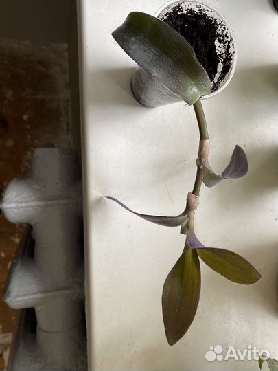 Традесканция пурпурная