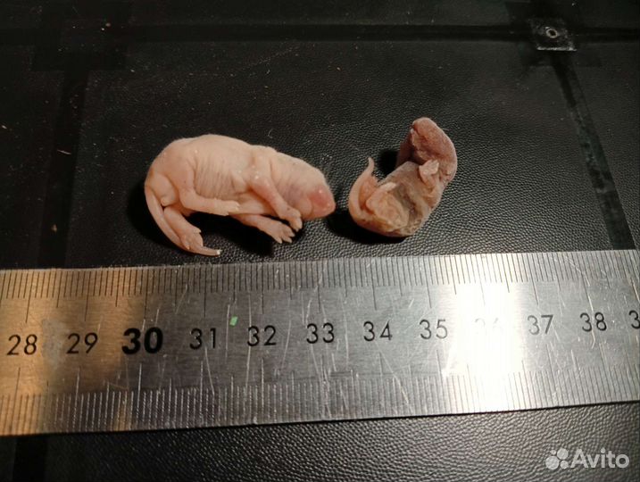 Кормовые мыши голыши заморозка