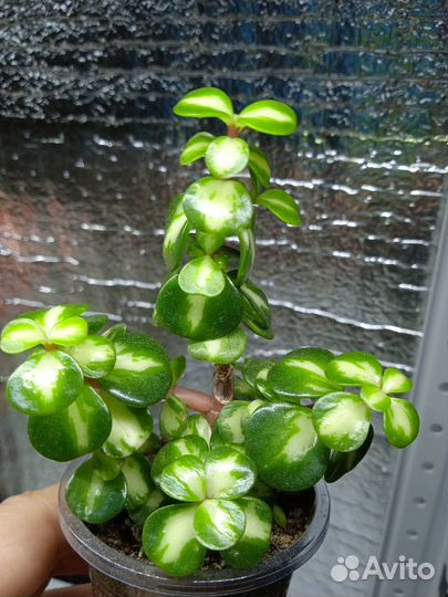 Крассулы и разные суккуленты