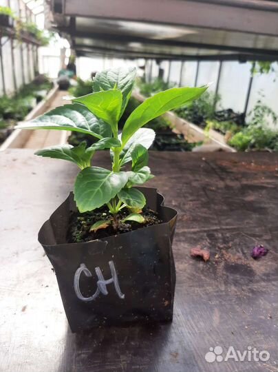 Гортензия крупнолистная Сбежавшая невеста