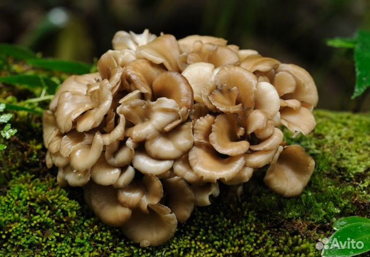 Дары/П Гриб Мейтаке траметес Веселка кордицепс мёд