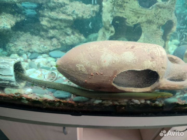 Аквариум с тумбой 230литров