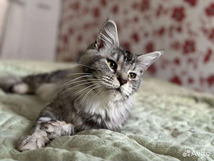 Кошечка Мейн-кун