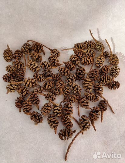 Природный материал для поделок