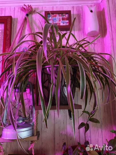 Хлорофитум