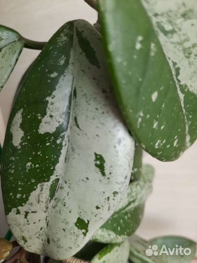 Хойя Hoya Carnosa Wilbur Graves