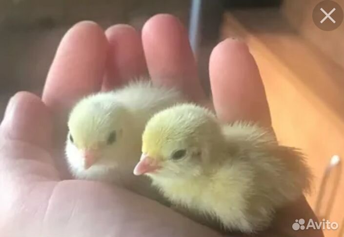 Продаю перепëлок