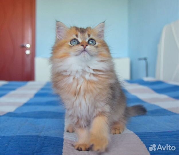 Шотландский котёнок