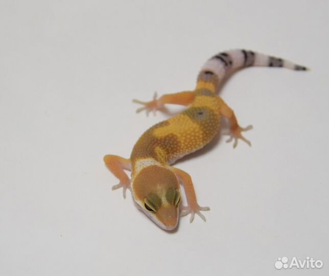 Эублефары Super Pied/BN/BA самки