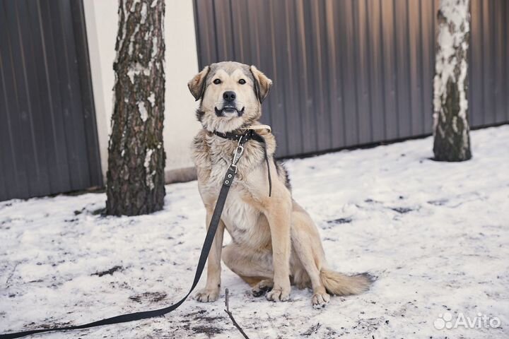 В добрые руки чудесная собака Найда