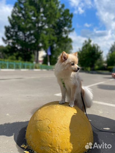 Кинолог / передержка