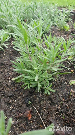 Лаванда саженцы