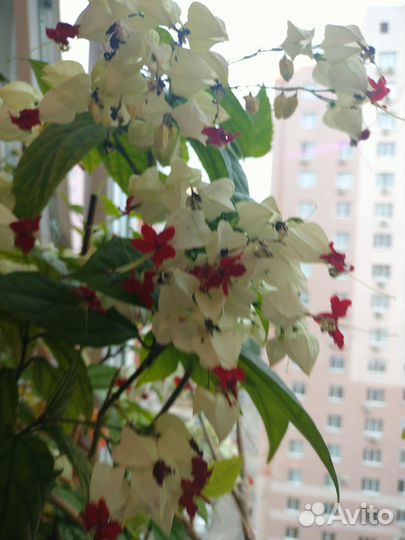 Продам укорененные черенки комнатного растения