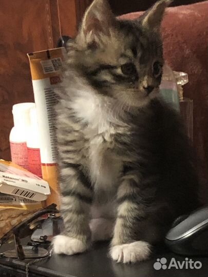 Котенок Мейн-Кун