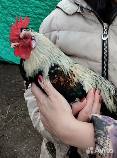 Карликовые петушки