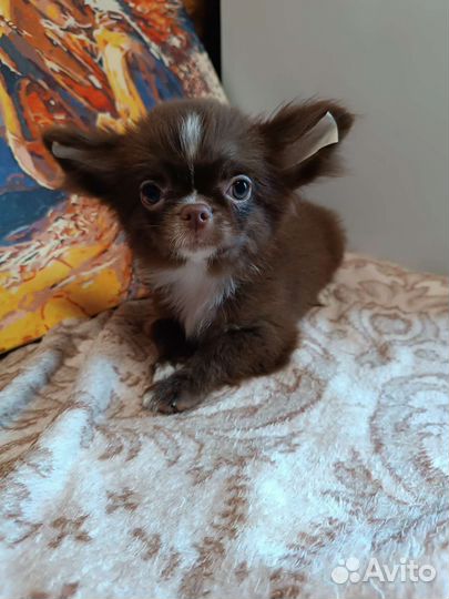 Супер Джейк