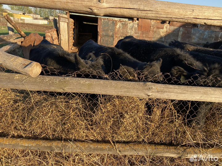 Продаются телки