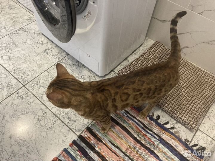Бенгальский кот вязка