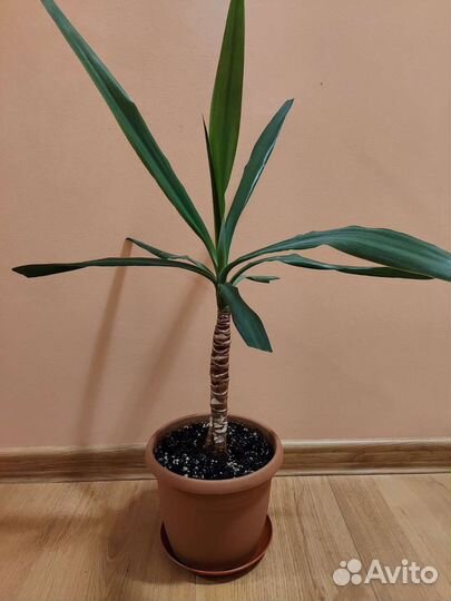 Пальма Юкка