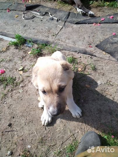 Собака алабай