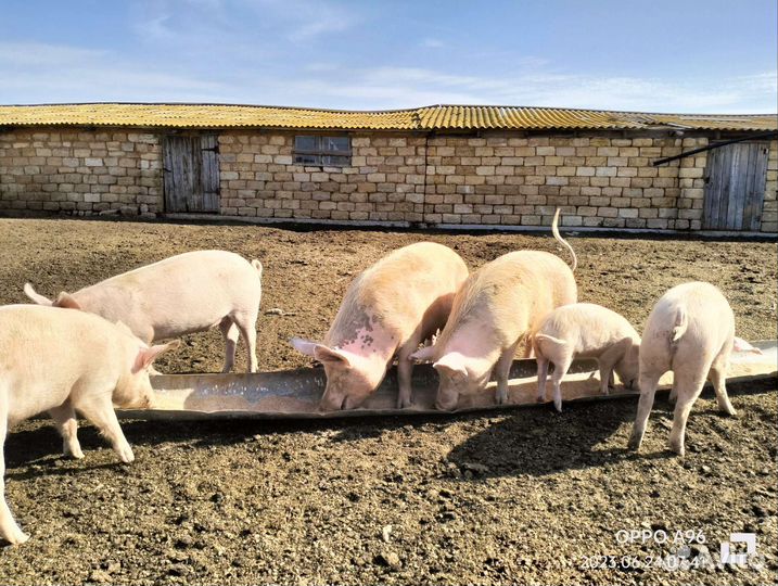 Свиноматки