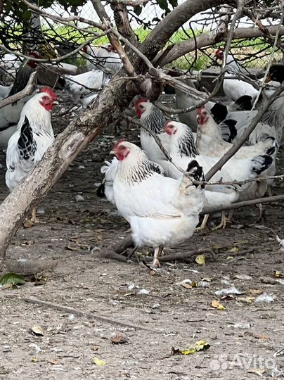 Куры молодки