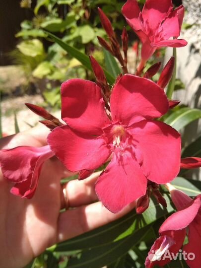Nerium oleander олеандр 2