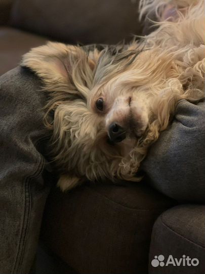 Кобель китайской хохлатой (пуховка) для вязки