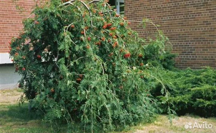 Рябина плакучая