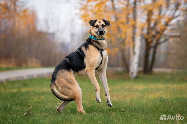 Собака ищет надёжного хозяина